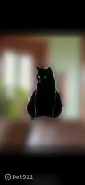 Lost cat, female, Center Street, 246, East Aurora — black coat and green eyes - photo