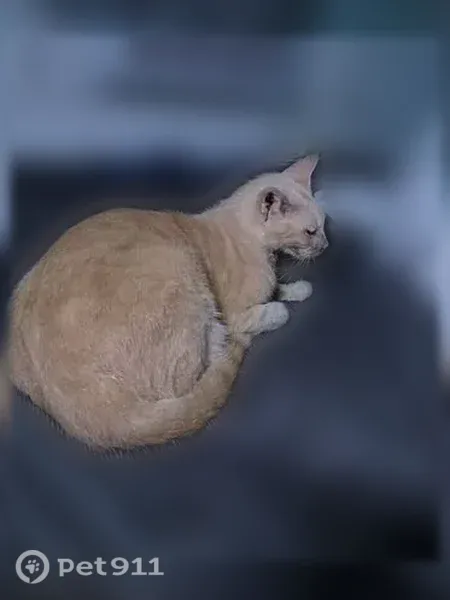Lost cat, Madeira Street, Honolulu — orange male - photo