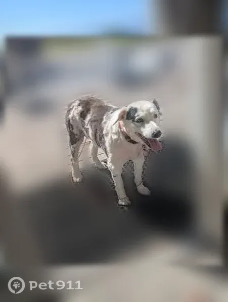 Lost dog, Klamath Avenue, Oregon, Hillsboro — female Australian shepherd - photo