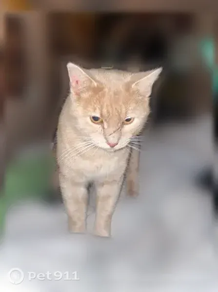 Lost male cat, Uptonville Road, 139, Mercer, Brownsville — light orange with a scratch scar on his nose - photo