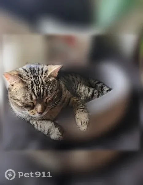 Lost cat, Southwest Bedford Street, 13093, Tigard — shy male with a loud, soulful meow - photo
