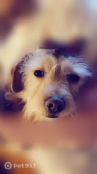 Lost female dog, Jay Street, 805, Eden — blonde terrier mix - photo