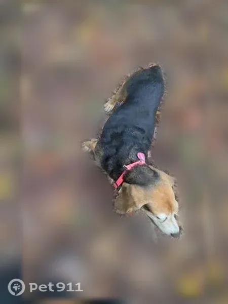 Lost dog, Sawtooth Drive, Virginia, Alton — female with black and brown coat, gray face - photo