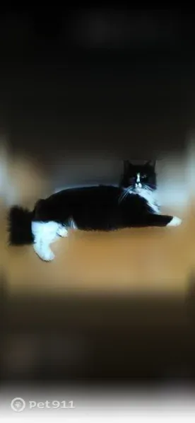 Lost cat, Interstate 75, Florida, Weston — male, shy and fearful - photo