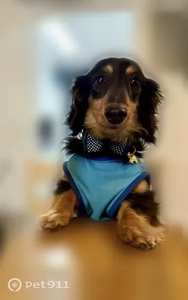 Lost dog, Lockerbie Court, 10202, Austin — male long-haired dachshund - photo