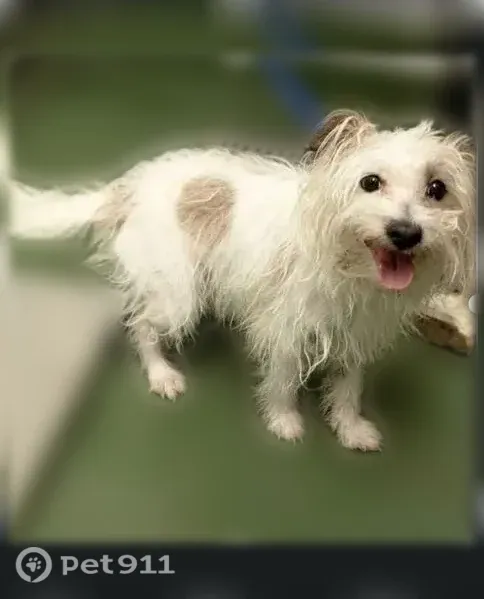 Lost dog, Arnett Boulevard, 591, Rochester — friendly, energetic male - photo