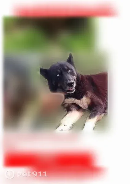 Lost dog, Shady, 10220, Houston — male with icy blue eyes - photo