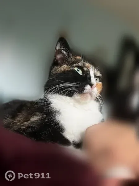 Lost cat, 19th Street, 668, Des Moines — female calico with a white belly and feet - photo