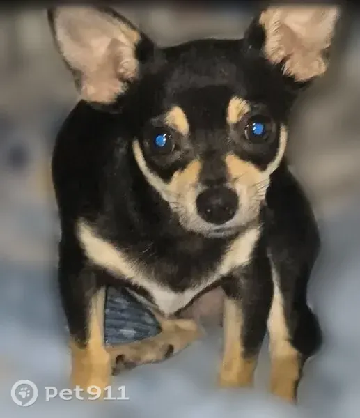 Lost Dog, Breckenridge Drive, 1001, Little Rock — male Chihuahua with black-and-tan fur - photo