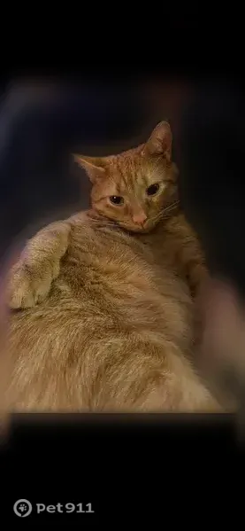 Lost male cat, Falling Run Road, Morgantown, Youngstown — striped ginger coat and rainbow collar - photo