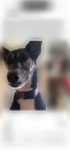 Lost Dog, South Liberty Street, Muncie, Decatur — female with pointy ears and brown eyes - photo