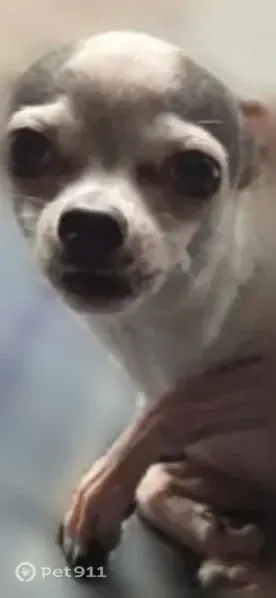 Lost Dog, East Montana Avenue, 369, Glendale Heights — female, very tiny - photo