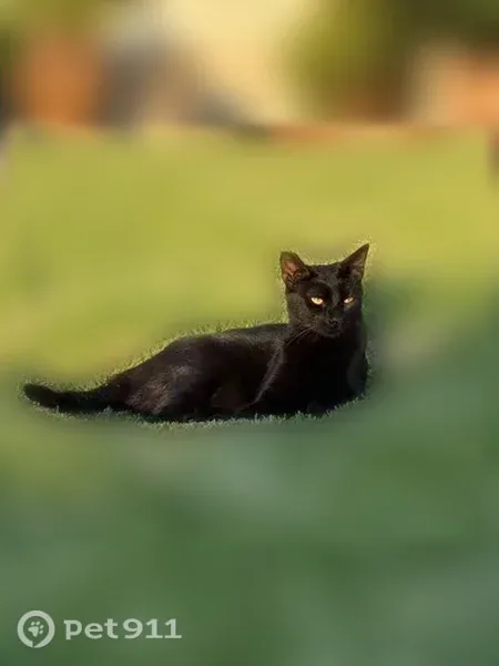 Lost cat, Forest Avenue, 9765, Bloomington — female with a clipped left ear - photo