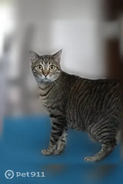 Lost Cat, Female, Sugar Maple Drive, 1146, Greenwood, Chicago — Indoor Gray Tabby - photo