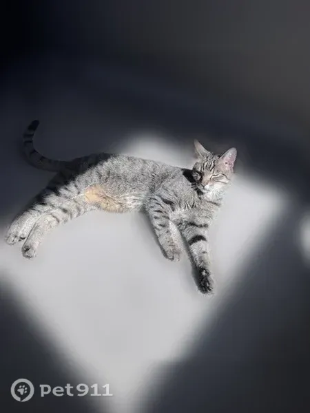 Lost cat, Bucle Prado, Temecula — timid male with an M on his forehead - photo