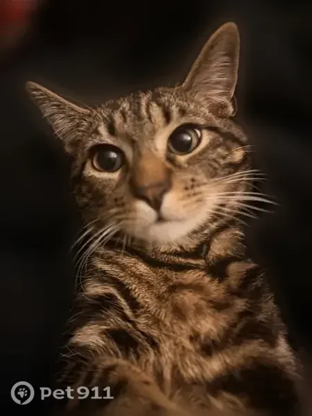 Lost male cat, West Braddock Road, 4843, Alexandria — tan and black tabby - photo