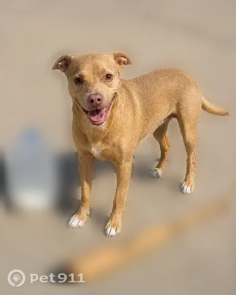 Lost dog, Grover Avenue, 221, Lubbock — male with white paws and floppy ears - photo