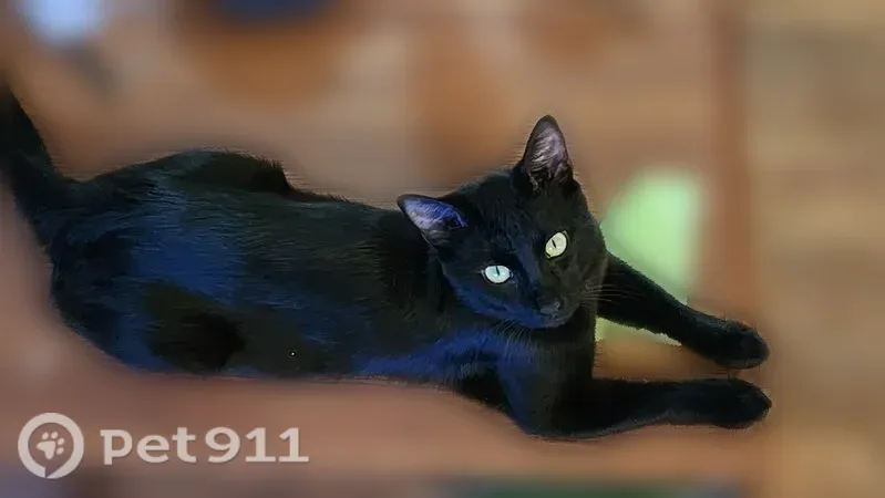 Lost cat, West Mill Street, 742, Buffalo — male, black and friendly - photo