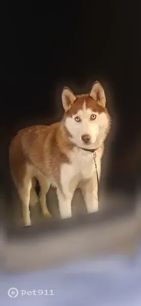 Lost female dog, Portsmouth, New Hampshire, Cordaville — blue-eyed husky - photo