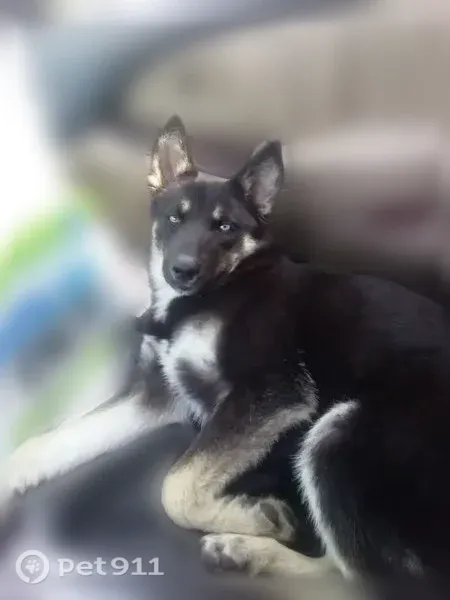 Lost dog, East 166th Street, 11051, Cerritos, Los Angeles — female puppy with one blue eye and one brownish-green eye - photo