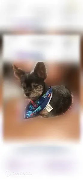 Lost male dog, North Newton Avenue, 3330, Minneapolis — 12-year-old teacup Yorkshire terrier - photo