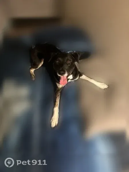 Lost dog, West County Road 350 North, 5298, North Salem — male with black coat and white paws - photo