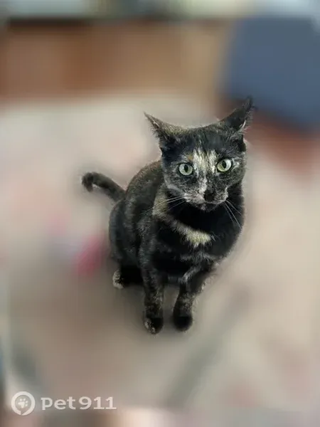 Lost female cat, Indianapolis — black and orange tortoiseshell - photo