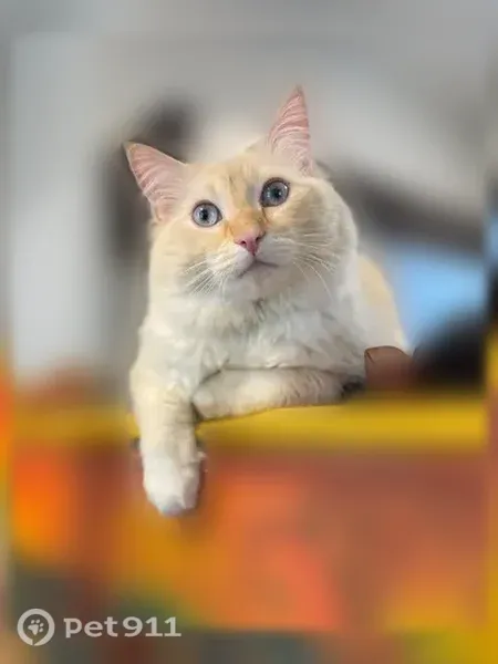 Lost cat, South Carpenter Street, 1940, Chicago — large male Ragdoll - photo