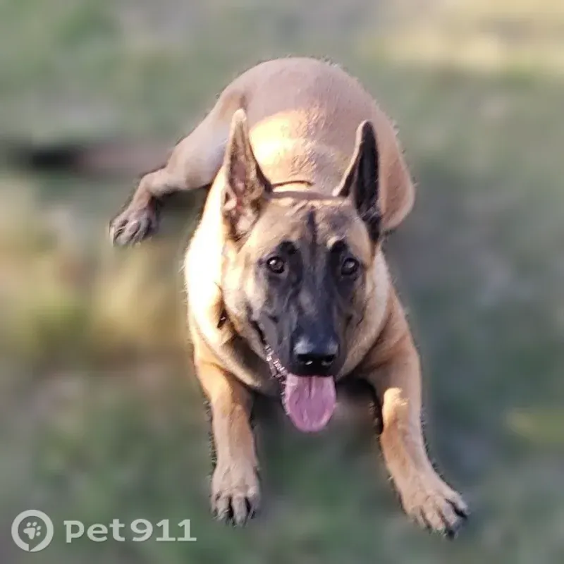 Lost dog, West Vista Paseo Drive, 12947, Litchfield Park — friendly female, 80 lb - photo
