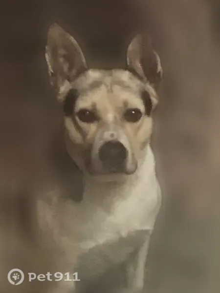 Lost male dog, North Lockhart Street, 1511, Sherman — brown face, black coloring, and a black tail spot - photo