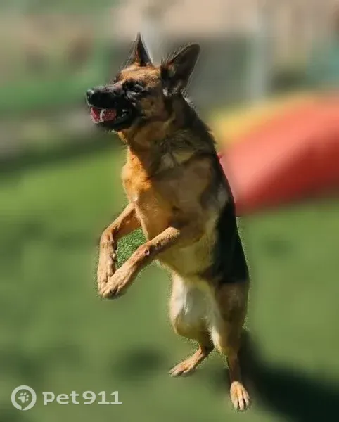 Lost dog, Hawthorne Lane, 16299, Mount Vernon — female black and tan German shepherd - photo
