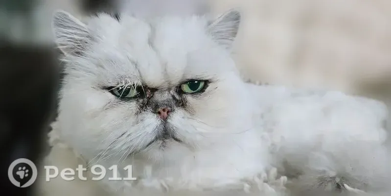 Lost male cat, Meridian Drive, 42540, Sterling Heights — white Silver Persian - photo