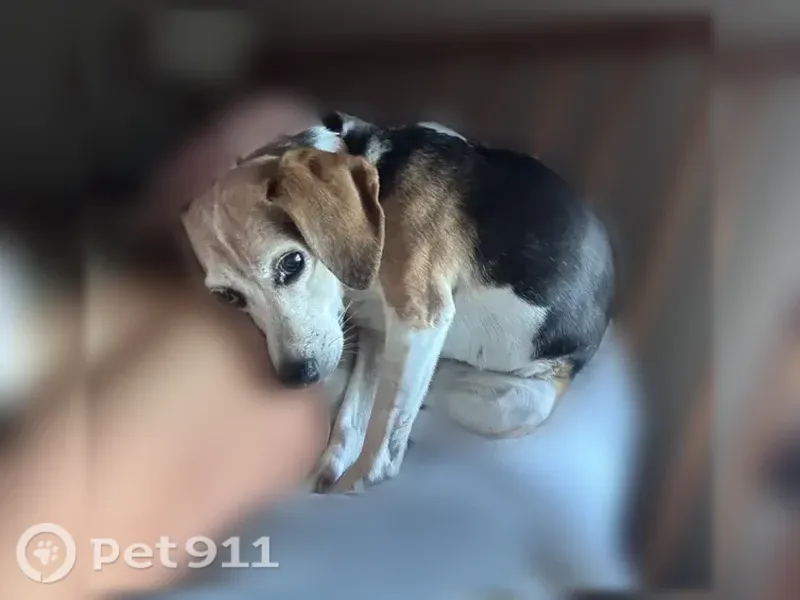 Lost dog, Mockingbird Lane, 5654, Bargersville — shy 9-year-old tricolor beagle - photo