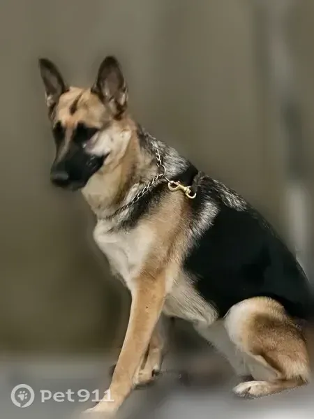 Lost dog, Pacific Highway #1; Korean War Veterans Memorial Highway; Purple Heart Trail, Wilsonville — female black and tan German Shepherd - photo