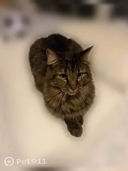 Lost cat, Vista View Court, 5555, Raleigh — skittish female with striped brown and black fur - photo