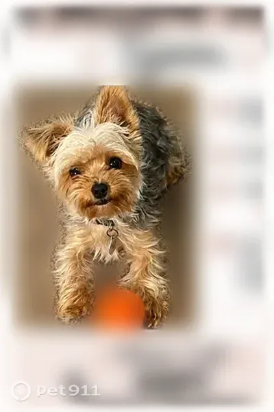 Lost dog, male, North Fairgrounds Road, 1701, Midland — one floppy ear - photo