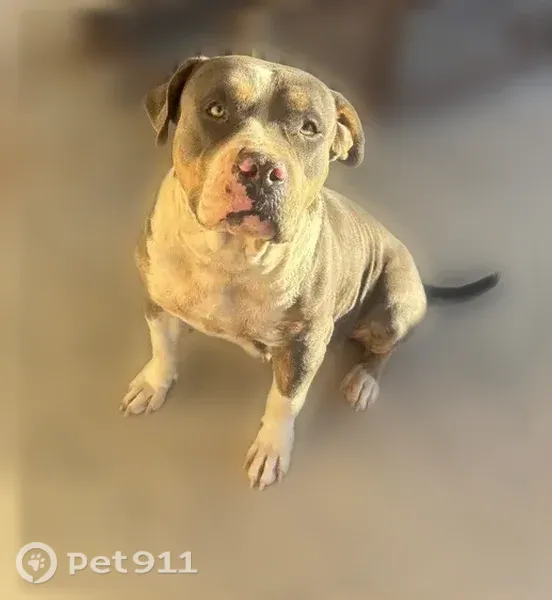 Lost Dog, Deserts Drive, Socorro — female - photo