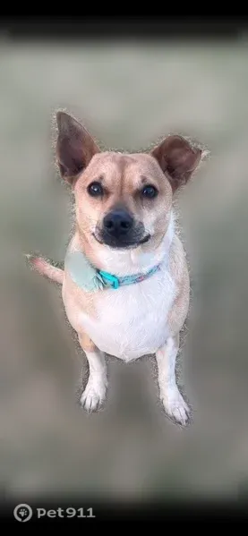 Lost female dog, Memphis Drive, 7743, Lubbock — brown Chihuahua mix - photo