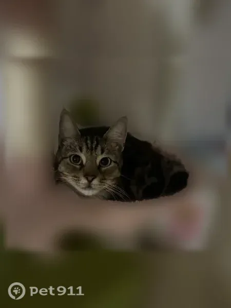 Lost cat, 85th Road, 76-04, Queens — friendly tall tabby - photo