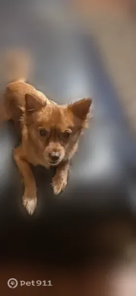 Lost dog, Northwest 1st Place, 6510, Miami, Arlington — small, shaggy, golden male with an implanted microchip - photo