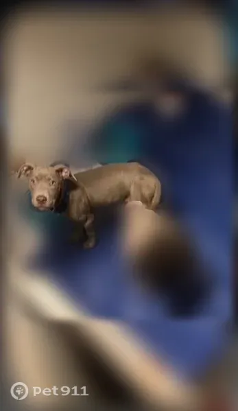 Lost dog, West Seven Mile Road, 18309, Detroit — dark gray with a blue and green collar - photo