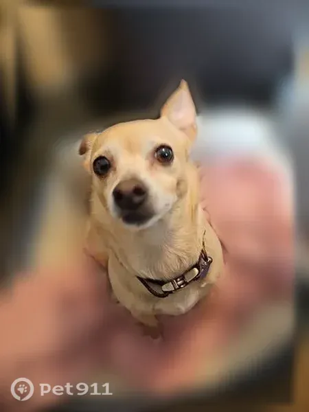 Lost female dog, Camp Verde, Arizona, Camp Verde — curly tail - photo