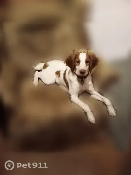 Lost dog, Boy Scout Road, Rangeley, Chester Center — female Brittany with a collar and rabies tag - photo