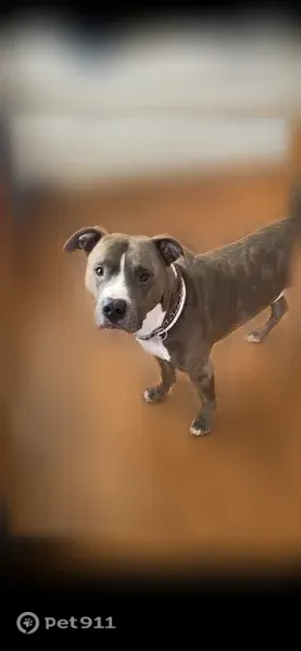 Lost dog, North 41st Street, 134, Louisville — male brindle Pit Bull with a white chest patch - photo