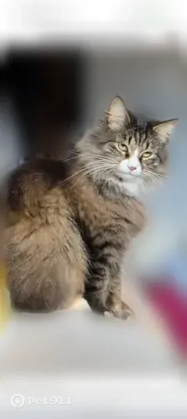 Lost Cat, Centennial Parkway, 27653, Antlers, Antlers — Female with Black Stripes - photo