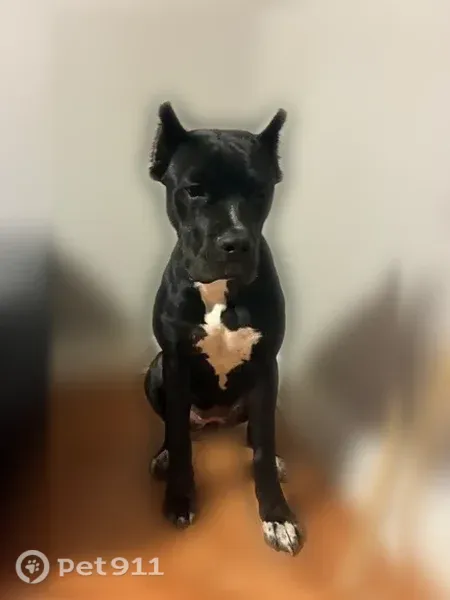 Lost dog, female, Penn Street, 25605, Dearborn Heights, Dearborn Heights — three white paws - photo