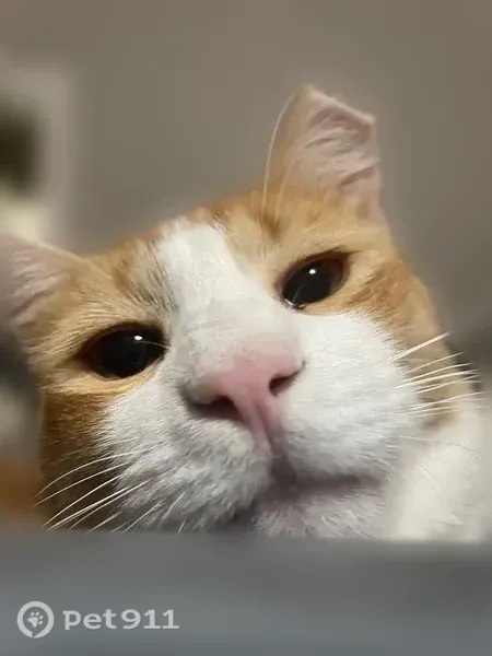 Lost male cat, West Calle Guadalajara, 1845, Tucson — 1 year old, white and orange - photo