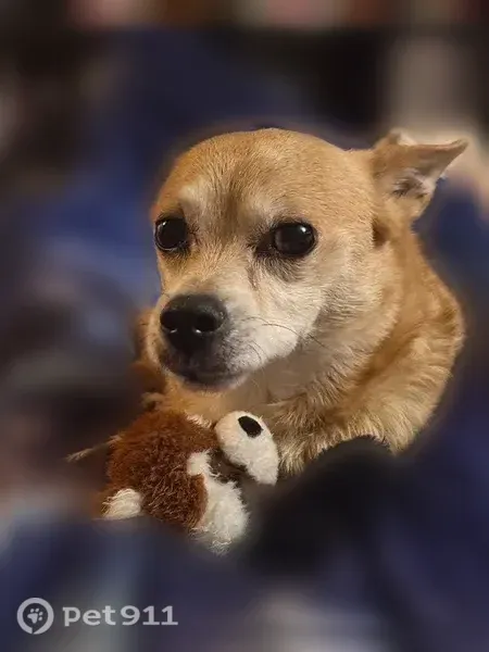 Lost dog, male, West Main Street, 512, Coppell — tan and brown mix with a white face - photo