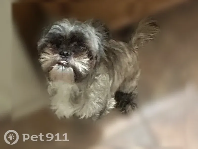 Lost dog, West Euless Boulevard, 100, Euless — male Shih Tzu with protruding bottom teeth - photo