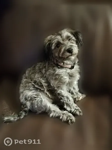 Lost dog, NC 705, 1387, Whynot, Seagrove — female with a white chest spot - photo